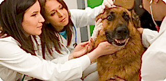 Лабораторная диагностика - это залог успеха при лечении вашего животного!