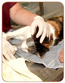 На сегодняшний день способа введения анестезии существует три: ингаляционный, внутривенный и местный