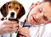 bannernoe menu dermatologiya