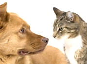 bannernoe menu endokrinologiya