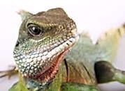 bannernoe menu gerpetolog