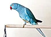 bannernoe menu ornitolog