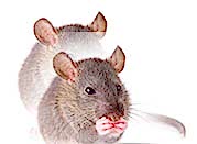 bannernoe menu rotolog