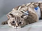 bannernoe menu sterelizaciy