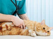 bannernoe menu terapevticheskie uslugi