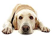 bannernoe menu usyplenie