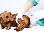 bannernoe menu vaktcinatciya