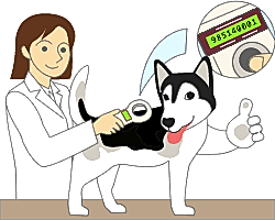 Чипирование домашних животных