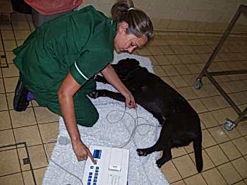 Процедура ЭКГ животных занимает немного времени, несколько минут