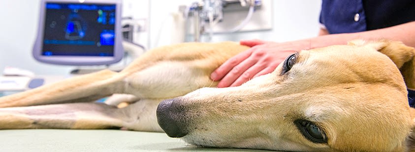 Обследуйте вашего питомца вовремя при первых признаках сердечной недостаточности и он будет вас радовать еще долгий период времени