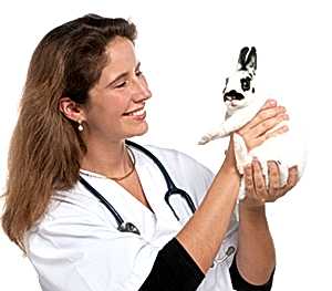 В период четырех-шести месяцев должна осуществляться кастрация декоративных кроликов