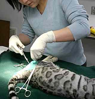 Домашний кот после кастрации вновь становится ласковым, у него пропадает агрессивность и стремление убежать, он перестает метить территорию