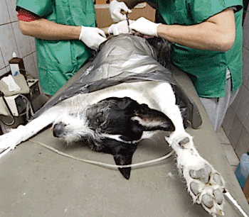 Самый лучший возраст для кастрации собаки - 7 месяцев