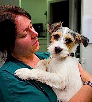 Кастрированные кобели живут дольше, поэтому, решением о кастрации вы продлеваете жизнь своему любимцу