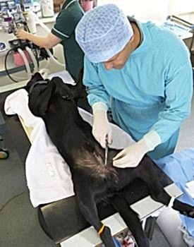 Верхний возрастной порог здесь - 5 или 6 лет. В этом возрасте собака после стерилизации может получить серьезные проблемы со здоровьем.