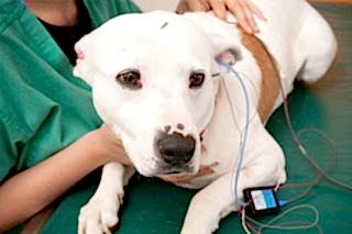 Неврология у животных нередко встречается, но это вещь тонкая и плохо изученная в нашей стране и во всем мире