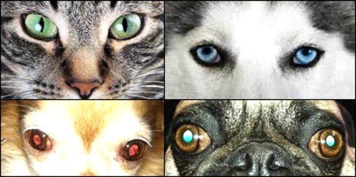 Лечение глаз у собак - так же включает в себя диагностику и медикаментозное лечение как и у кошек