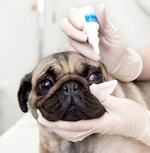 Все врачи нашей сети клиник знают общие принципы лечения заболеваний глаз у животных