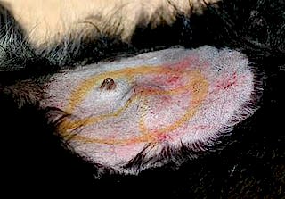 Химиотерапевтический метод заключается в ведении лекарственных препаратов, которые тормозятпрогрессирование болезни