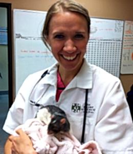 Юркие мыши и домашние крысы способны быть носителями множества заболеваний, инфекционных и паразитарных