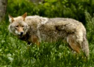 beshenstvo zhivotnyh