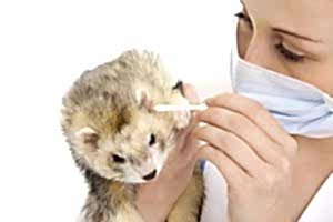 Хорькам необходим систематический осмотр ветеринарного врача