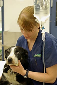 В зависимости от числа возбудителей, попавших в кровоток и общего состояния животного инкубационный (бессимптомный) период длится от нескольких (3-4) дней до нескольких недель