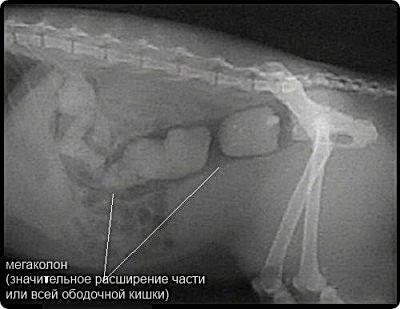 Отсутствие стула в течение 48 и более часов - явная предпосылка возникновения запора и возможного развития кишечной непроходимости у кошек и собак