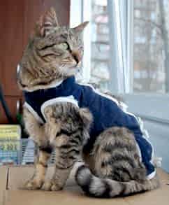 Стерилизация кошек является единственным гуманным методом по избавлению животного от инстинкта полового размножения