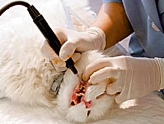 Удаление зубного камня с помощью ультразвукового скалера - безопасная и надежная процедура. Да и к тому же четвероногий пациент будет под наркозом и ничего не почувствует, так что хозяину не следует волноваться по этому поводу