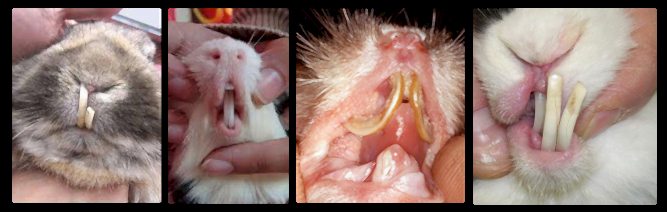 Предлагаем стоматологические услуги для всех домашних животных