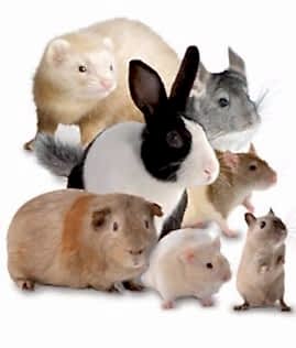 У нас можно подрезать зубы кролику, пролечить все зубы морской свинки, провести диагностику и необходимый комплекс лечения для шиншилл