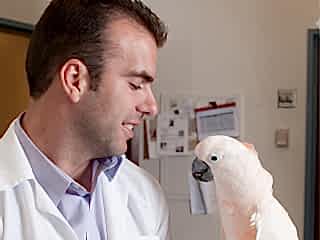 Восстановление здоровья домашних пернатых и лечение хищных птиц требует значительных трудозатрат и не всегда приводит к успеху