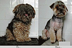 Косметический уход за животными включает в себя мытье шерсти, расчесывание или прочесывание, тримминг, стрижки, уход за ногтями и ушами