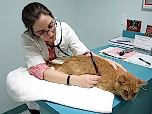 Терапия - это комплекс мероприятий, направленный на облегчение, снятие или устранение симптомов заболевания