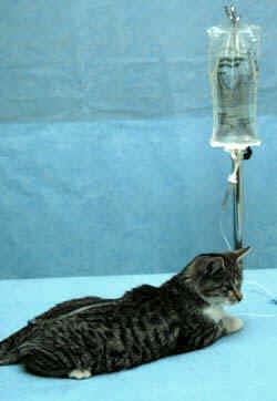 Внутривенная капельница коту