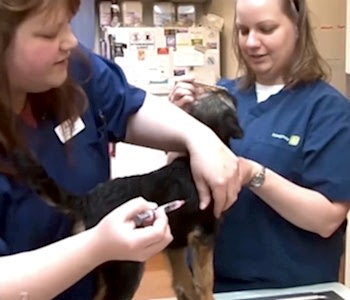 Разработаны различные прививки, которые могут ослабить течение болезни или предотвратить его вовсе