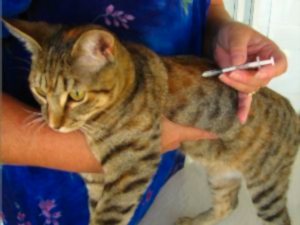 Итак, чума кошек, попадая внутрь организма, поражает сразу несколько систем органов