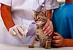 Этот вирус является очень распространенным среди домашних любимцев и, что особо огорчает, является сильно смертоносным