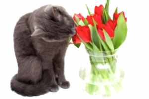 В случае, если кошка съела какой-то цветок и отравилась, необходимо срочно вызвать ветеринара на дом