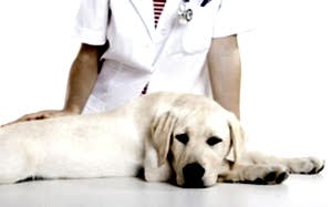 Цена на операцию по стерилизации собаки зависит от возраста суки, ее веса и состояния здоровья, а так же сложности проведения всего процесса