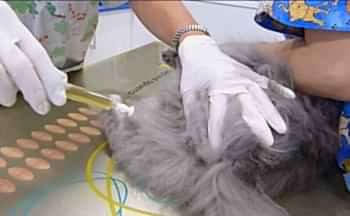 Мочекаменная болезнь у кошек и котов