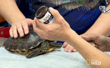 Домашнее содержание сухопутной черепахи и её лечение ветеринаром герпетологом