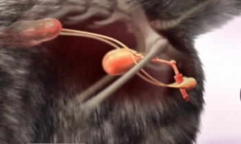 Мочекаменная болезнь у кошек и котов