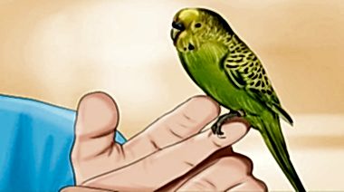 Болезни волнистых попугаев и их лечение ветеринаром орнитологом