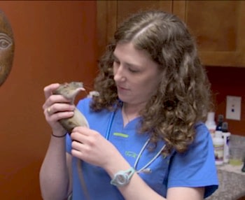 Болезни и лечение декоративных крыс ветеринаром ратологом