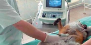 При маленьких пометах УЗИ позволяет даже подсчитать количество плодов