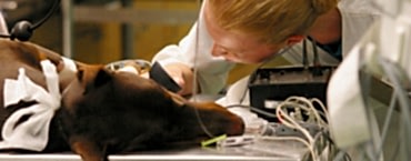 Наш центр способен помочь даже тем животным, которые ранее считались безнадежными и были обречены на гибель