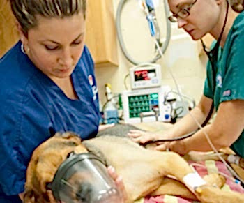 К услугам клиентов предлагается интенсивная реанимация кошки, собаки или любого другого любимого питомца