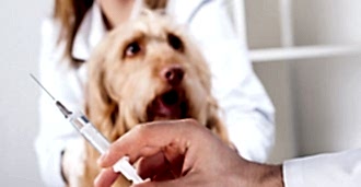 Перед началом операции ветеринар обязан провести обследование питомца